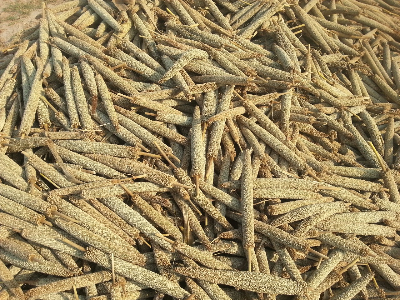 Pearl Millet