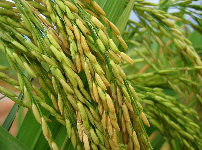 Rice Seeds