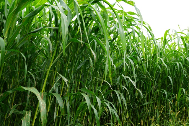 Sorghum Sudan