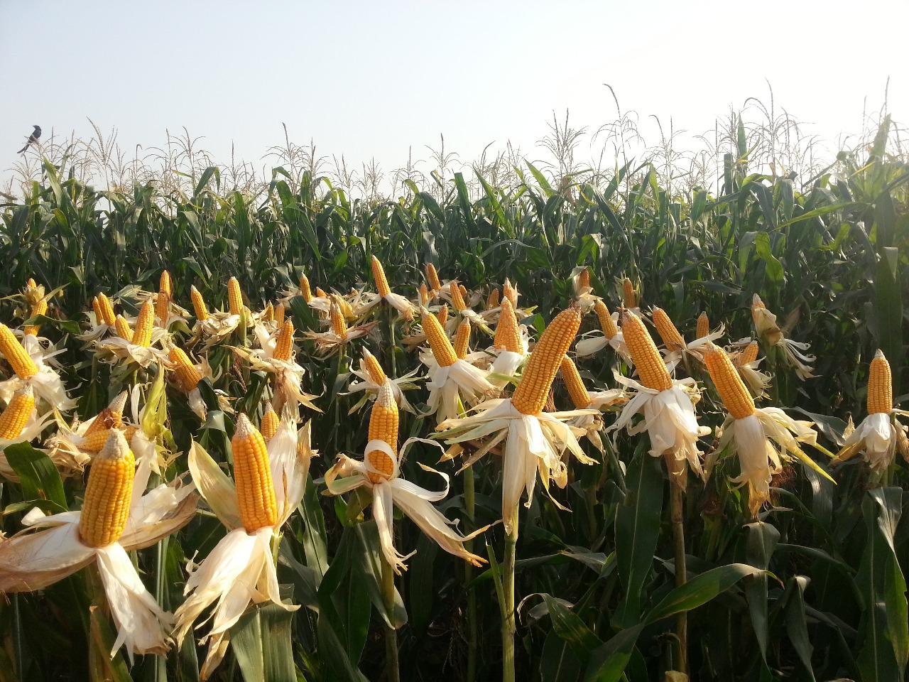 Corn Seeds